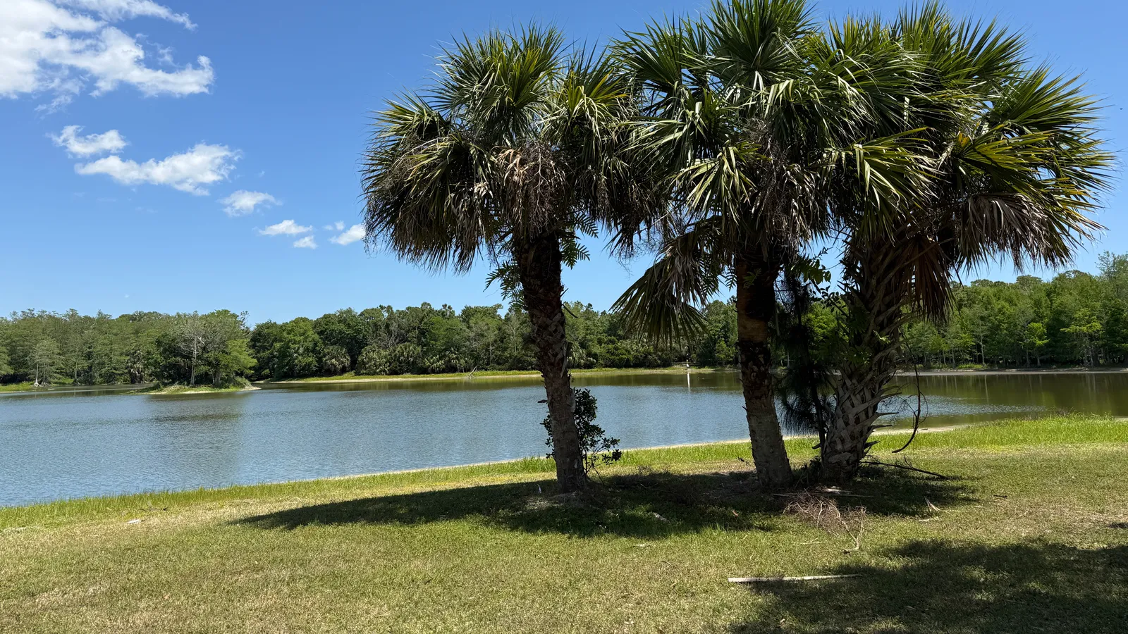 Cow Pen Lake at Riverbend Park, framed by palm trees.